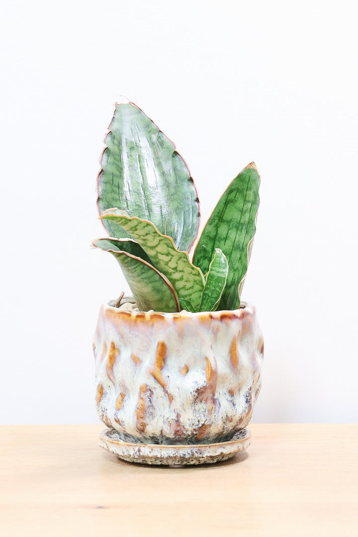 【サンスベリア シルバーブルー】手のひらサイズ！かなりの希少種！もう作っている人はほとんどいないと思います！