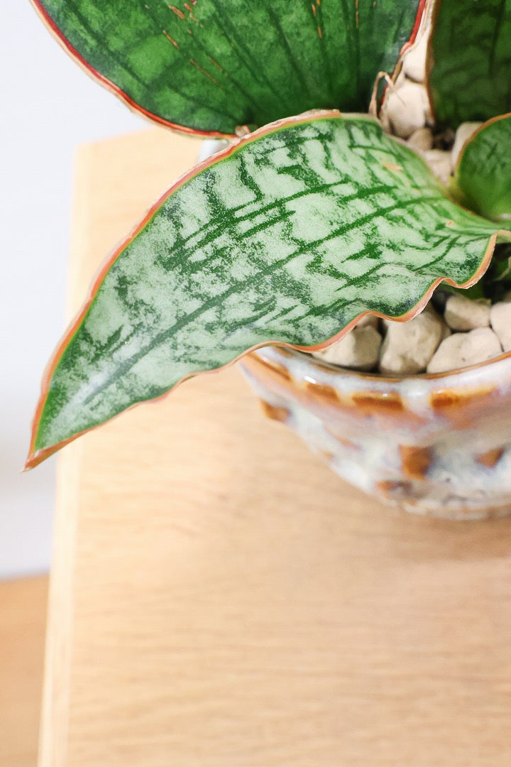 【サンスベリア シルバーブルー】手のひらサイズ！かなりの希少種！もう作っている人はほとんどいないと思います！