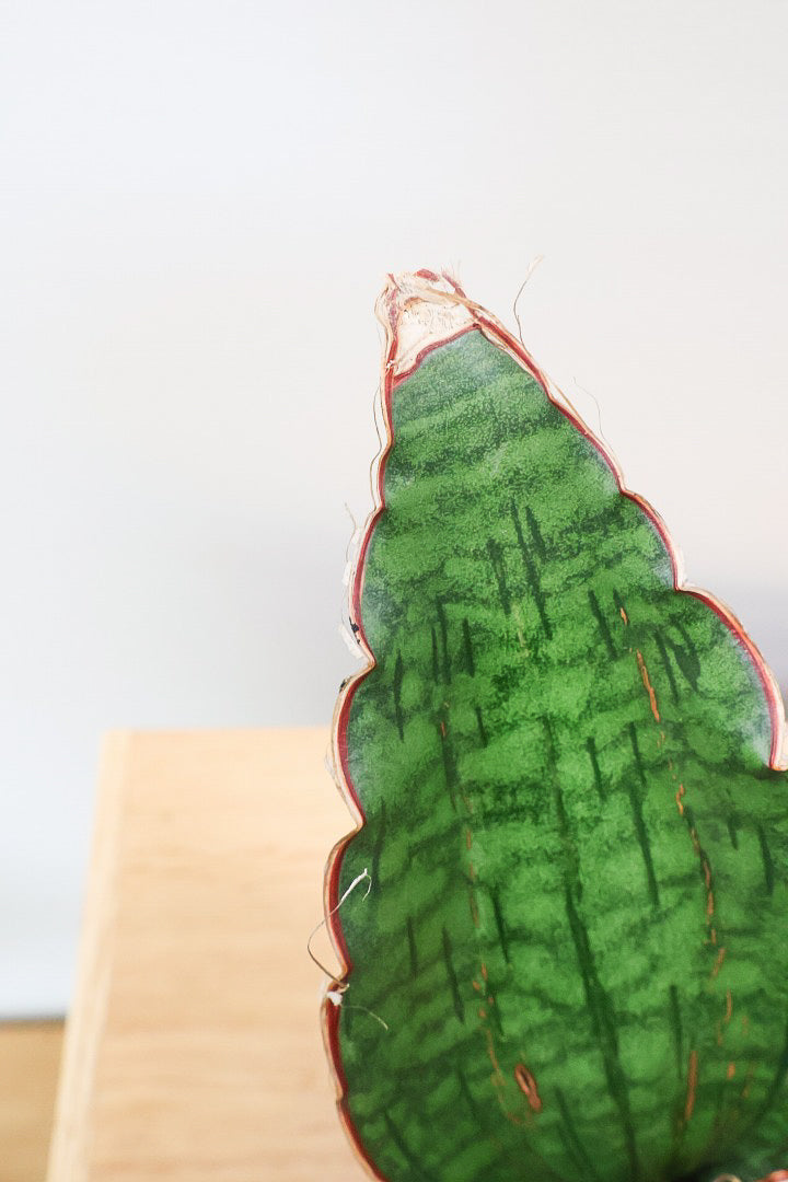 【サンスベリア シルバーブルー】手のひらサイズ！かなりの希少種！もう作っている人はほとんどいないと思います！