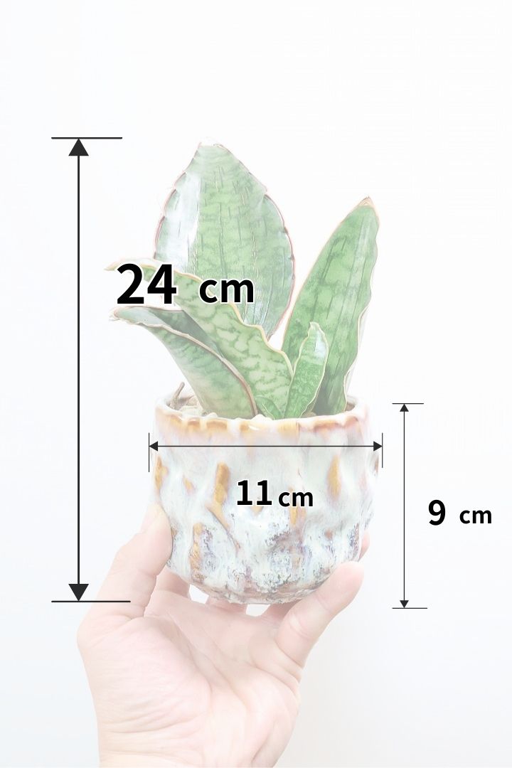 【サンスベリア シルバーブルー】手のひらサイズ！かなりの希少種！もう作っている人はほとんどいないと思います！