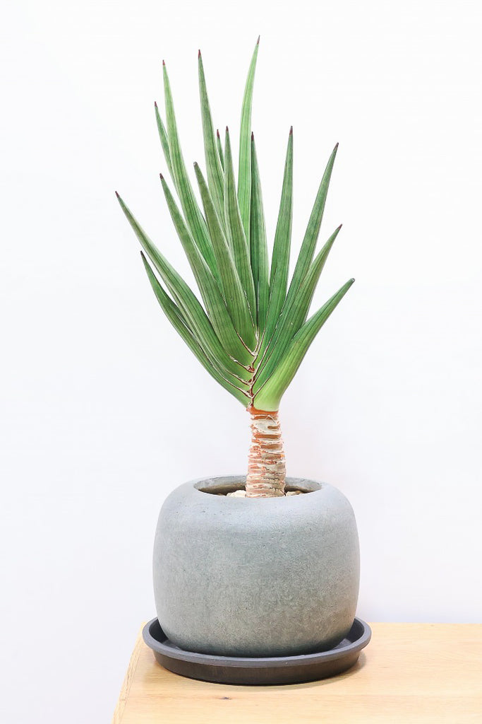 サンスベリア ギガスパイキーGL61354| 観葉植物の通信販売 | APEGO