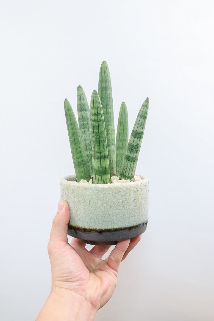 サンスベリア スタッキーGL61355| 観葉植物の通信販売 | APEGO(アペーゴ)