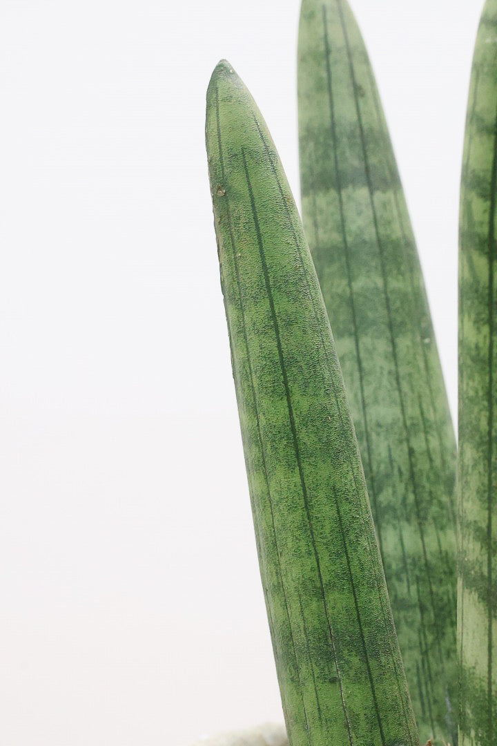 【サンスベリア スタッキー】どうでしょう？かわいすぎません？仲良しの生産者さんからいい形のものを分けてもらいました！ムチムチでかわいい！