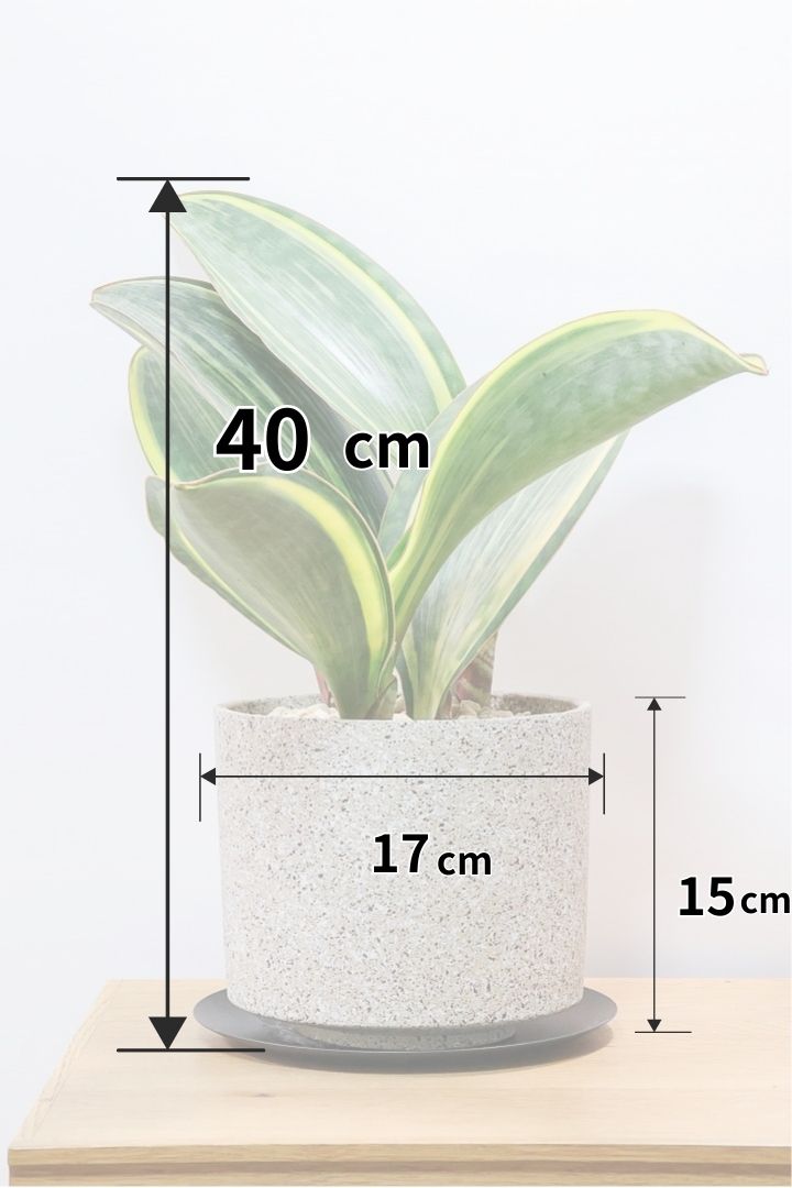 サンスベリア マッソニアーナバリエガタCO61356観葉植物の通信販売