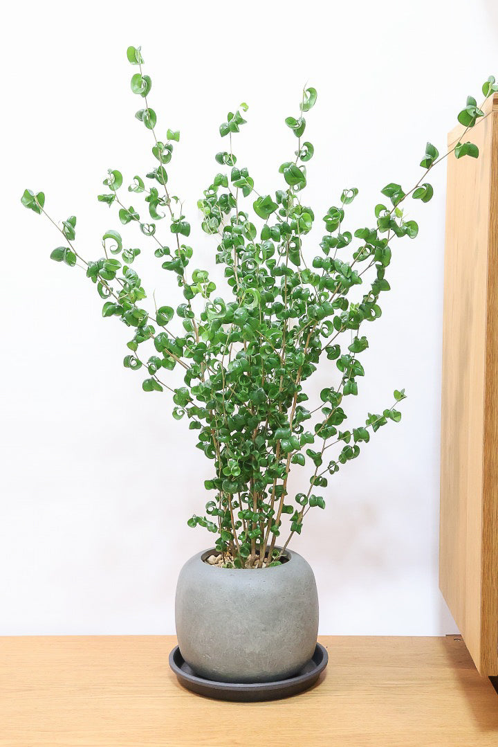 【ベンジャミン バロック】APEGO新作のかわいいPOT。まん丸としたフォルムとバロックの葉のフォルムが良い感じに合います！