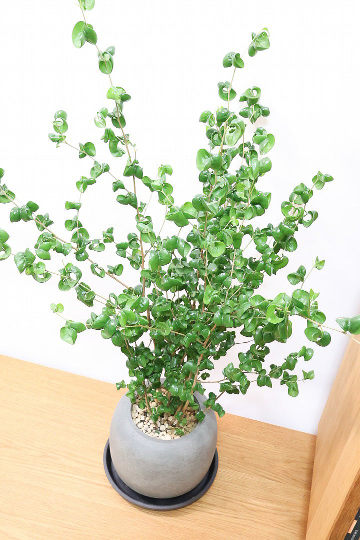 【ベンジャミン バロック】APEGO新作のかわいいPOT。まん丸としたフォルムとバロックの葉のフォルムが良い感じに合います！