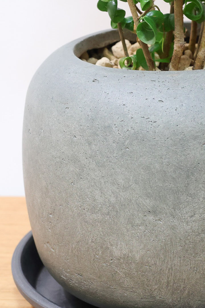 【ベンジャミン バロック】APEGO新作のかわいいPOT。まん丸としたフォルムとバロックの葉のフォルムが良い感じに合います！