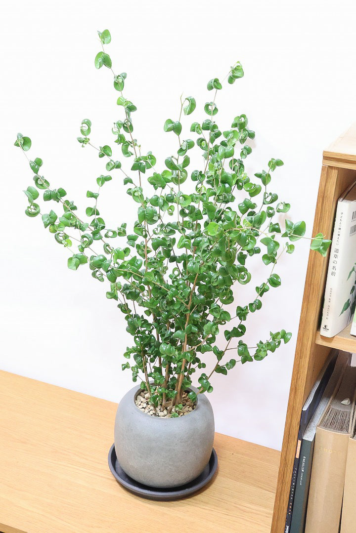 【ベンジャミン バロック】APEGO新作のかわいいPOT。まん丸としたフォルムとバロックの葉のフォルムが良い感じに合います！