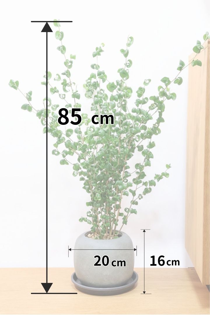 【ベンジャミン バロック】APEGO新作のかわいいPOT。まん丸としたフォルムとバロックの葉のフォルムが良い感じに合います！