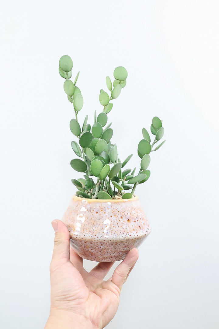 【グリーンドラム】久々の入荷となりました！ここまで立派な個体はなかなか入荷しないのでぜひ！