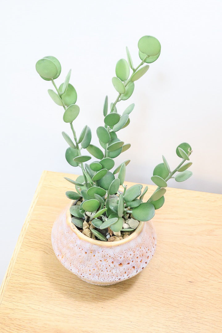 【グリーンドラム】久々の入荷となりました！ここまで立派な個体はなかなか入荷しないのでぜひ！