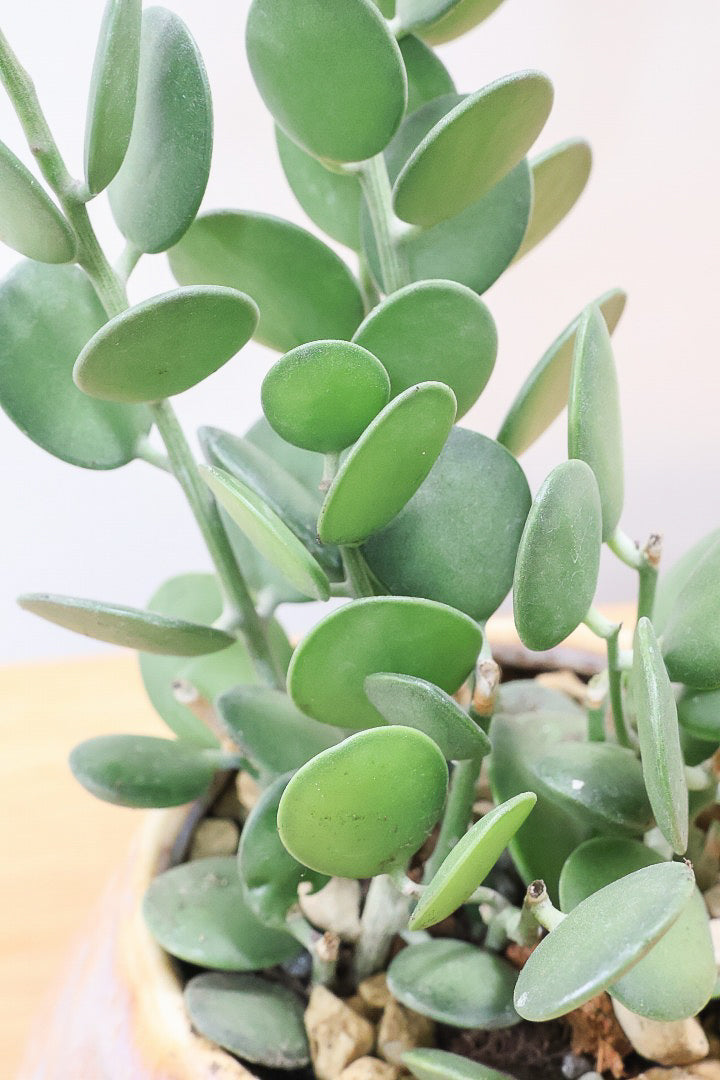 【グリーンドラム】久々の入荷となりました！ここまで立派な個体はなかなか入荷しないのでぜひ！