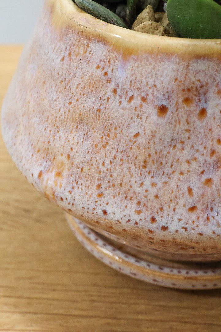 【グリーンドラム】久々の入荷となりました！ここまで立派な個体はなかなか入荷しないのでぜひ！