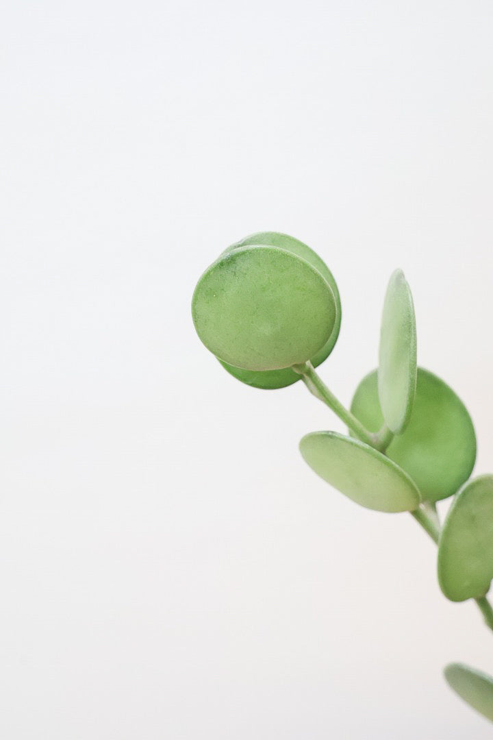 【グリーンドラム】久々の入荷となりました！ここまで立派な個体はなかなか入荷しないのでぜひ！