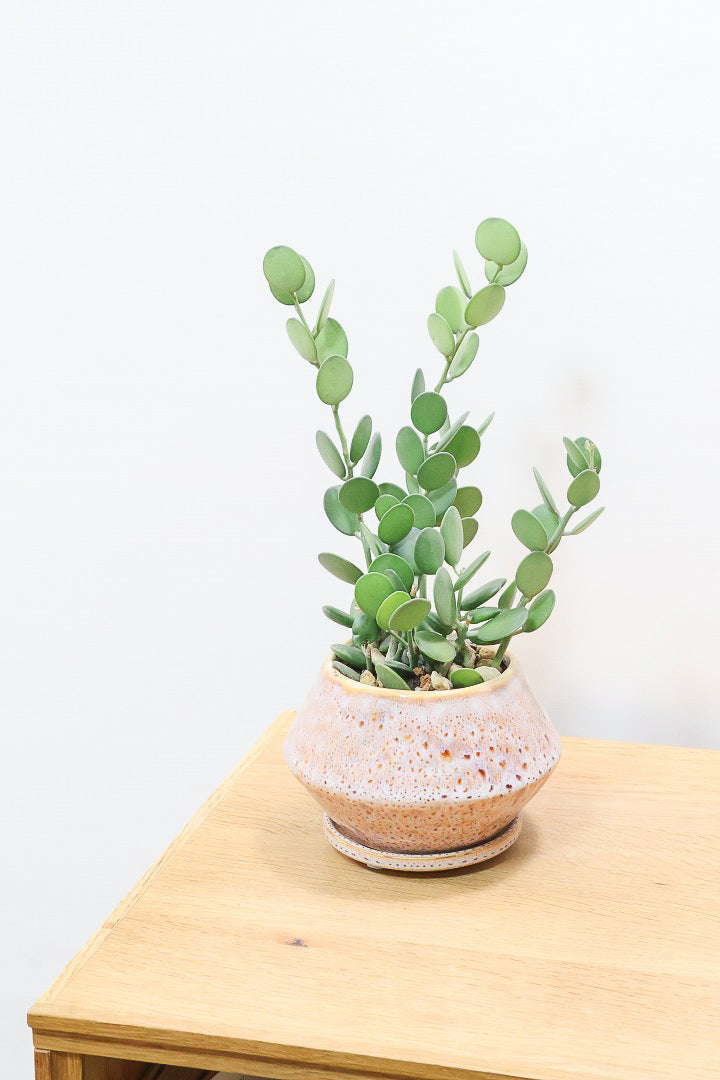 【グリーンドラム】久々の入荷となりました！ここまで立派な個体はなかなか入荷しないのでぜひ！