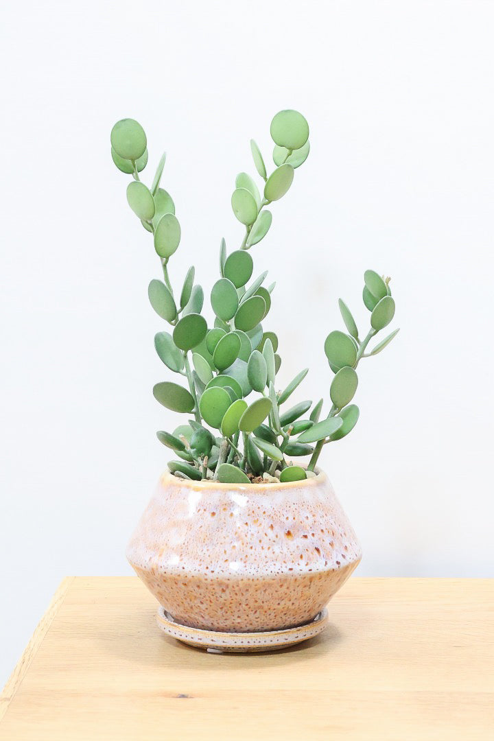 【グリーンドラム】久々の入荷となりました！ここまで立派な個体はなかなか入荷しないのでぜひ！