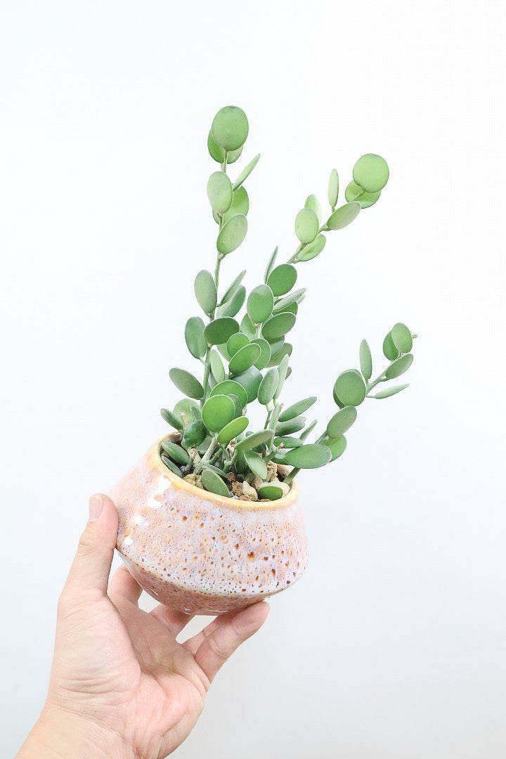 【グリーンドラム】久々の入荷となりました！ここまで立派な個体はなかなか入荷しないのでぜひ！