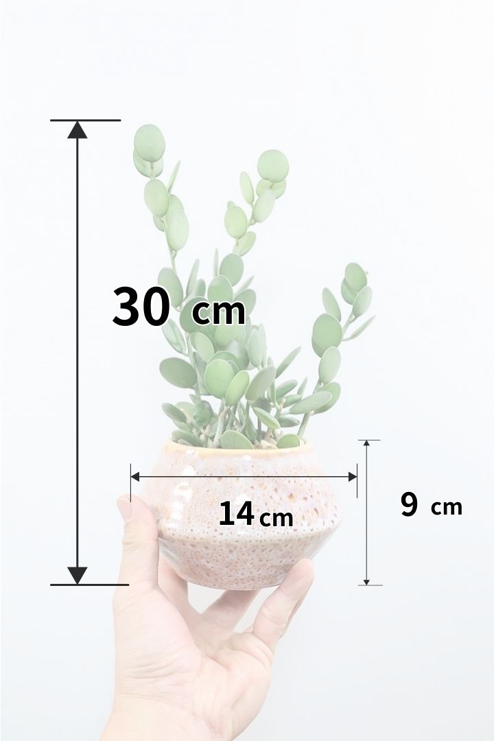 【グリーンドラム】久々の入荷となりました！ここまで立派な個体はなかなか入荷しないのでぜひ！