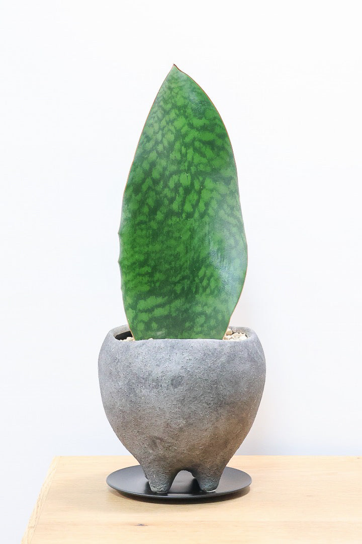 【サンスベリア マッソニアーナ】シックでかわいい脚付きのPOT！葉っぱ一枚入魂の独特のフォルム！これはインテリアにピッタリ！