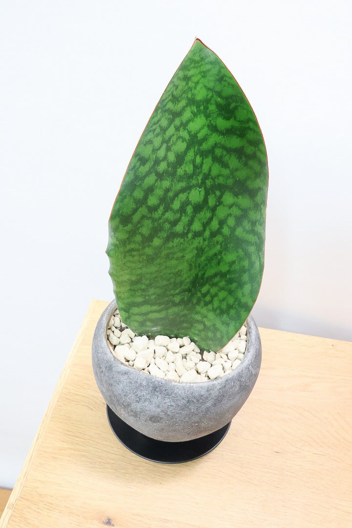 【サンスベリア マッソニアーナ】シックでかわいい脚付きのPOT！葉っぱ一枚入魂の独特のフォルム！これはインテリアにピッタリ！