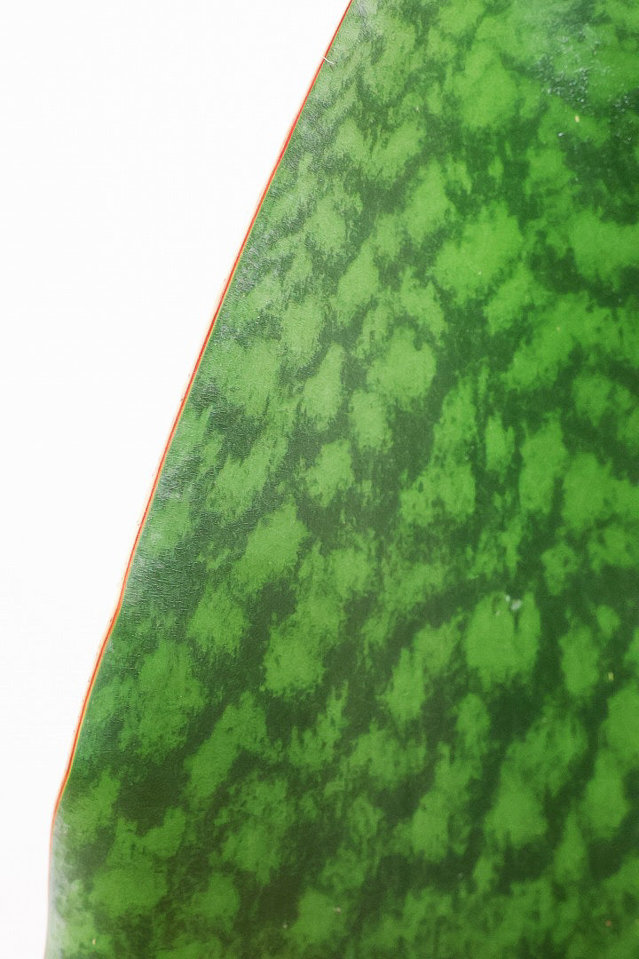 【サンスベリア マッソニアーナ】シックでかわいい脚付きのPOT！葉っぱ一枚入魂の独特のフォルム！これはインテリアにピッタリ！