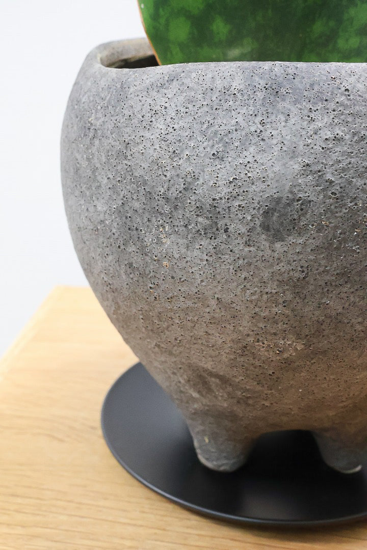 【サンスベリア マッソニアーナ】シックでかわいい脚付きのPOT！葉っぱ一枚入魂の独特のフォルム！これはインテリアにピッタリ！