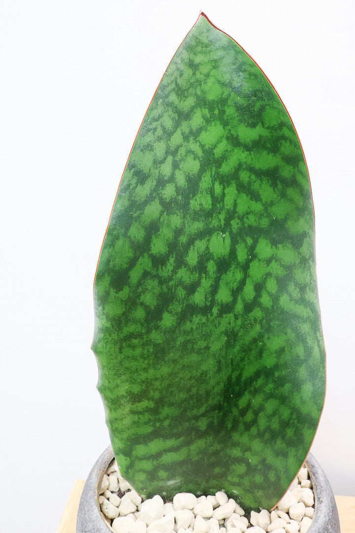 【サンスベリア マッソニアーナ】シックでかわいい脚付きのPOT！葉っぱ一枚入魂の独特のフォルム！これはインテリアにピッタリ！