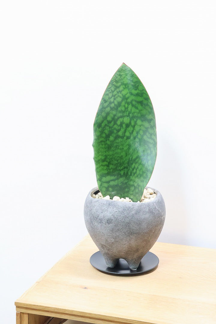 【サンスベリア マッソニアーナ】シックでかわいい脚付きのPOT！葉っぱ一枚入魂の独特のフォルム！これはインテリアにピッタリ！