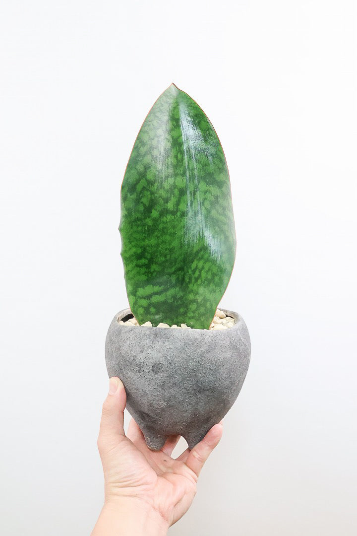 【サンスベリア マッソニアーナ】シックでかわいい脚付きのPOT！葉っぱ一枚入魂の独特のフォルム！これはインテリアにピッタリ！