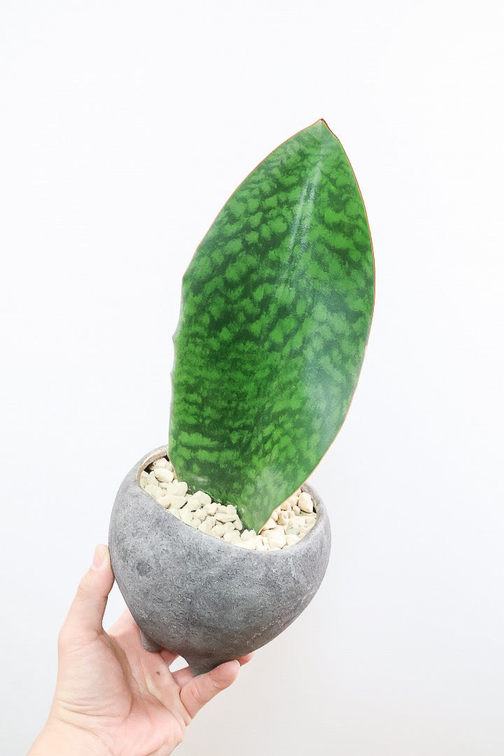 【サンスベリア マッソニアーナ】シックでかわいい脚付きのPOT！葉っぱ一枚入魂の独特のフォルム！これはインテリアにピッタリ！