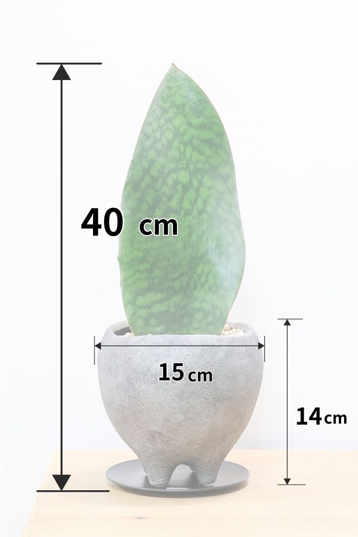 【サンスベリア マッソニアーナ】シックでかわいい脚付きのPOT！葉っぱ一枚入魂の独特のフォルム！これはインテリアにピッタリ！