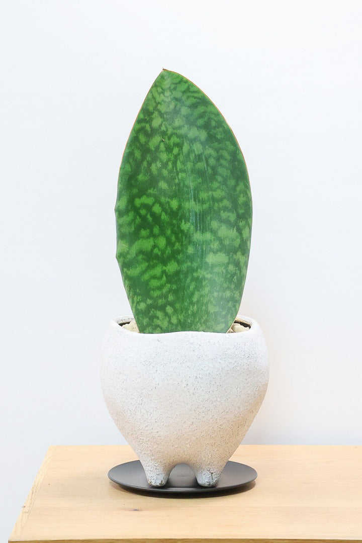 【サンスベリア マッソニアーナ】ホワイトのかわいい脚付きのPOT！葉っぱ一枚入魂の独特のフォルム！これはインテリアにピッタリ！