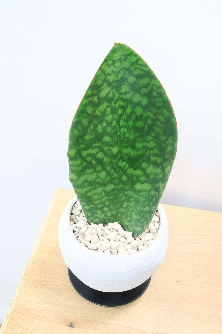 【サンスベリア マッソニアーナ】ホワイトのかわいい脚付きのPOT！葉っぱ一枚入魂の独特のフォルム！これはインテリアにピッタリ！