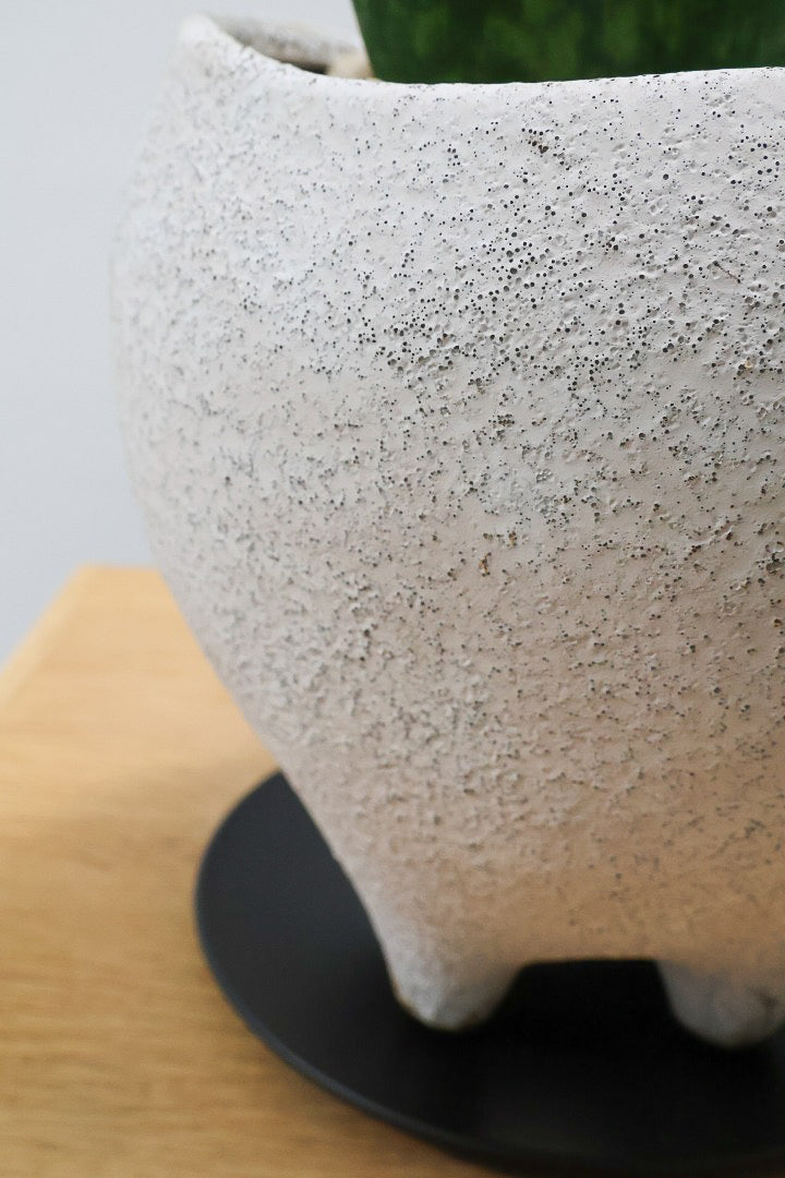 【サンスベリア マッソニアーナ】ホワイトのかわいい脚付きのPOT！葉っぱ一枚入魂の独特のフォルム！これはインテリアにピッタリ！