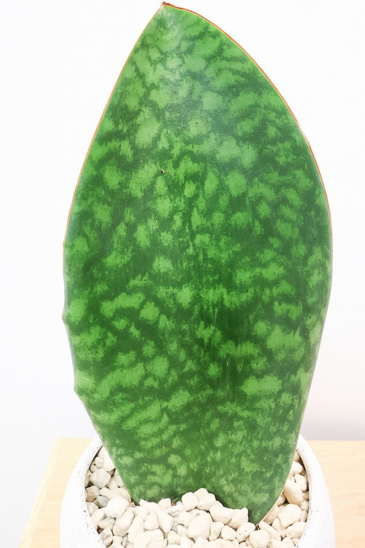 【サンスベリア マッソニアーナ】ホワイトのかわいい脚付きのPOT！葉っぱ一枚入魂の独特のフォルム！これはインテリアにピッタリ！