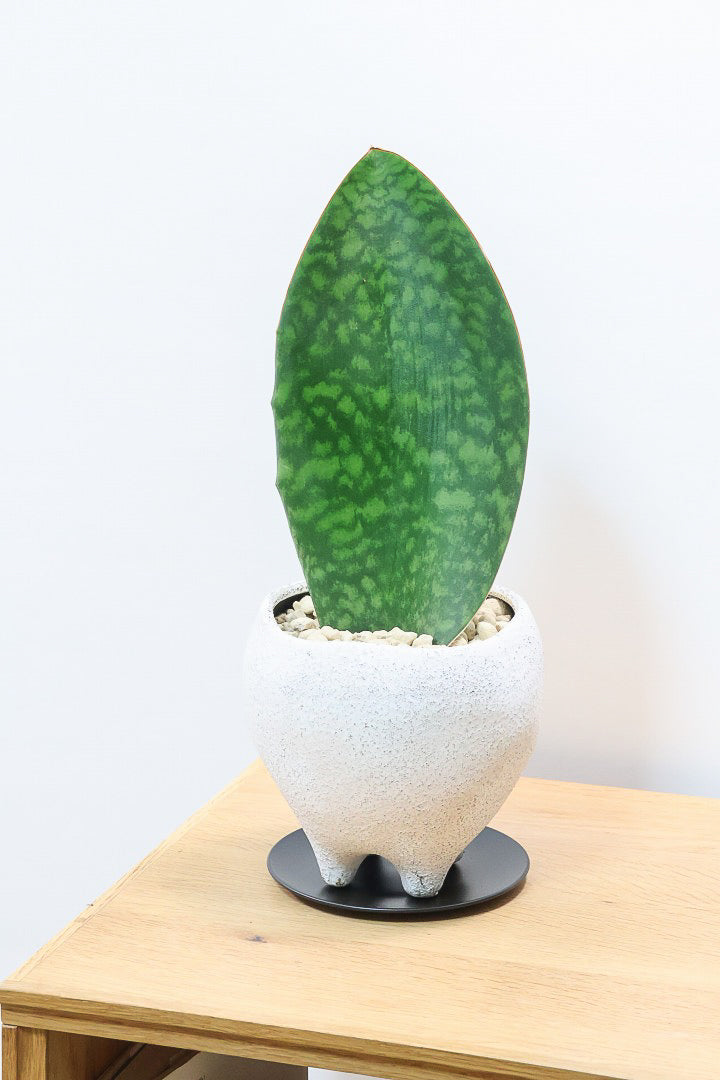 【サンスベリア マッソニアーナ】ホワイトのかわいい脚付きのPOT！葉っぱ一枚入魂の独特のフォルム！これはインテリアにピッタリ！