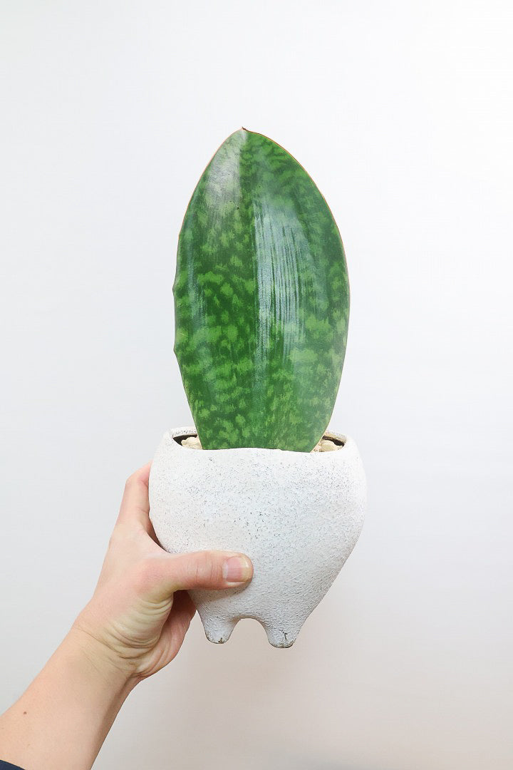 【サンスベリア マッソニアーナ】ホワイトのかわいい脚付きのPOT！葉っぱ一枚入魂の独特のフォルム！これはインテリアにピッタリ！