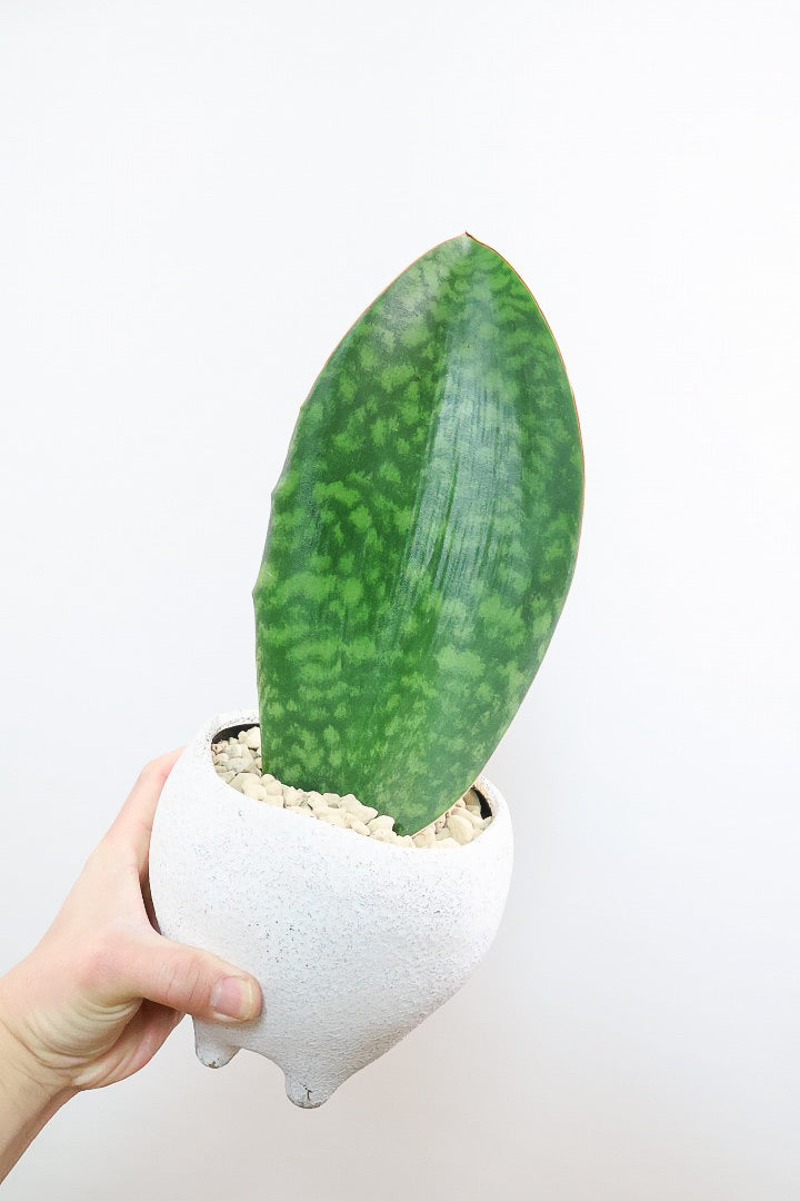 【サンスベリア マッソニアーナ】ホワイトのかわいい脚付きのPOT！葉っぱ一枚入魂の独特のフォルム！これはインテリアにピッタリ！