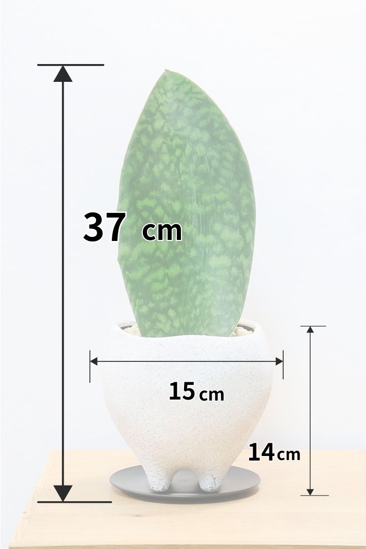 【サンスベリア マッソニアーナ】ホワイトのかわいい脚付きのPOT！葉っぱ一枚入魂の独特のフォルム！これはインテリアにピッタリ！