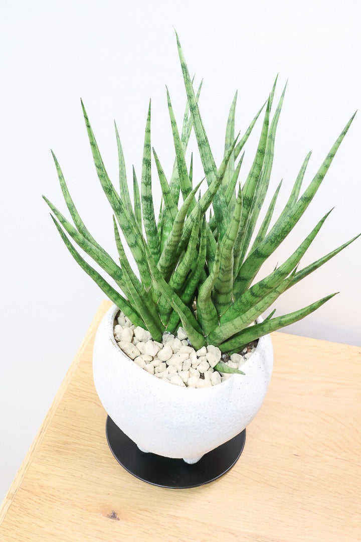 【サンスベリア トーチ】シックな雰囲気がGOOD！仲良しの生産者さんからいい形のものを分けてもらいました！