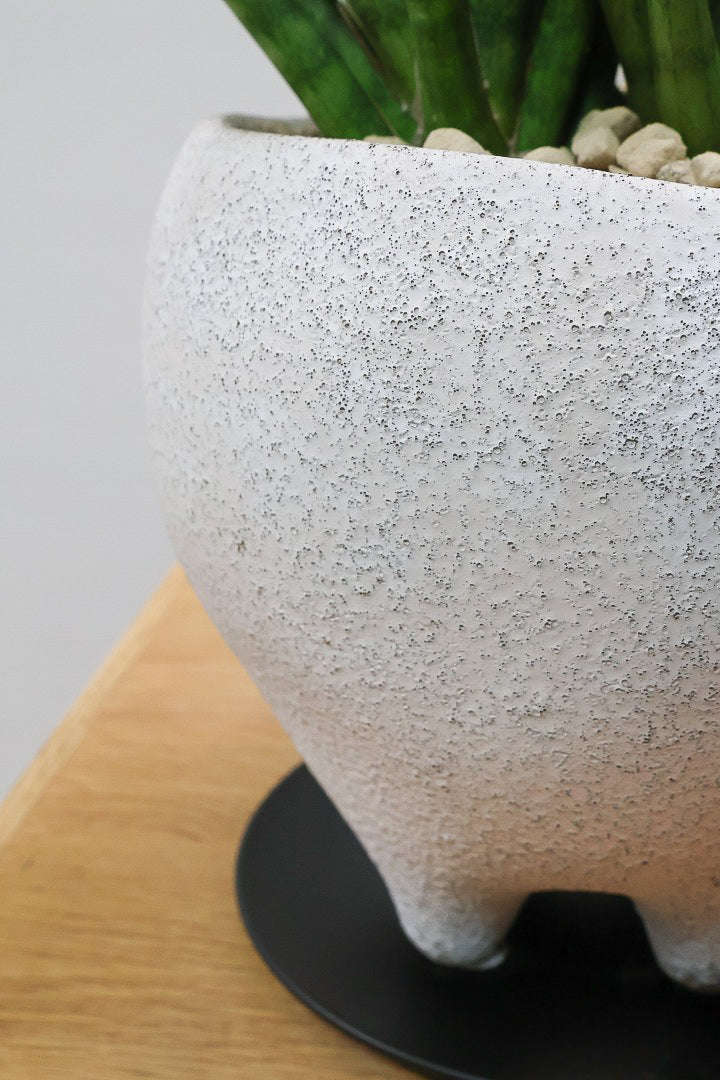 【サンスベリア トーチ】シックな雰囲気がGOOD！仲良しの生産者さんからいい形のものを分けてもらいました！