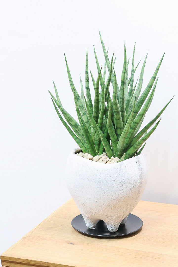 【サンスベリア トーチ】シックな雰囲気がGOOD！仲良しの生産者さんからいい形のものを分けてもらいました！