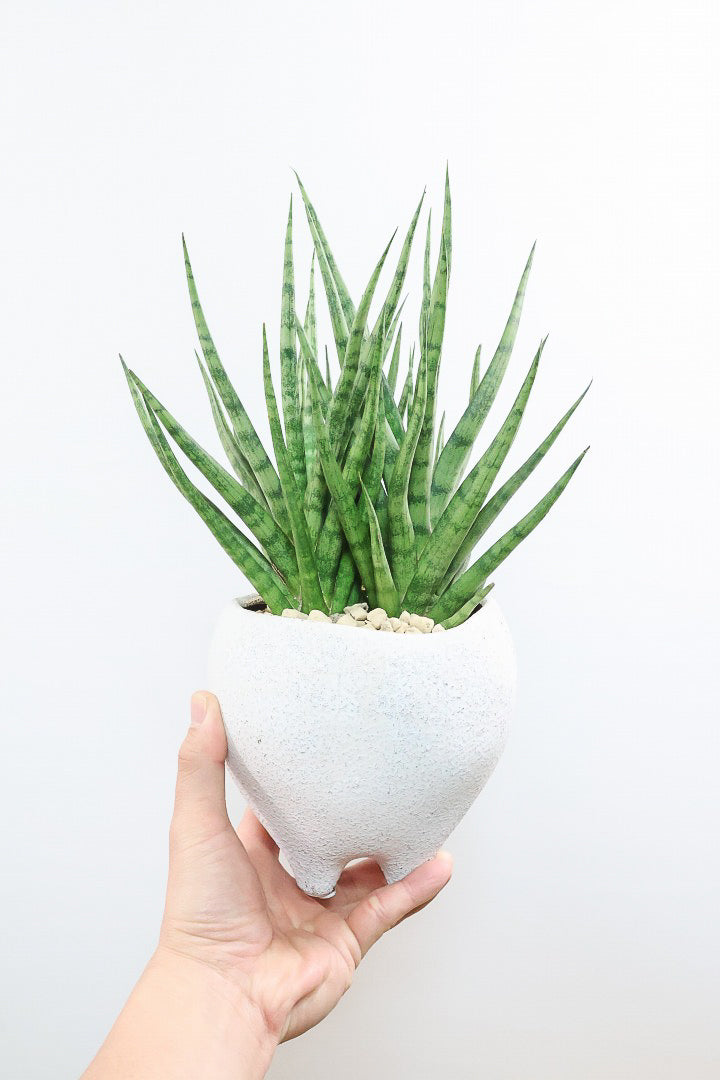 【サンスベリア トーチ】シックな雰囲気がGOOD！仲良しの生産者さんからいい形のものを分けてもらいました！