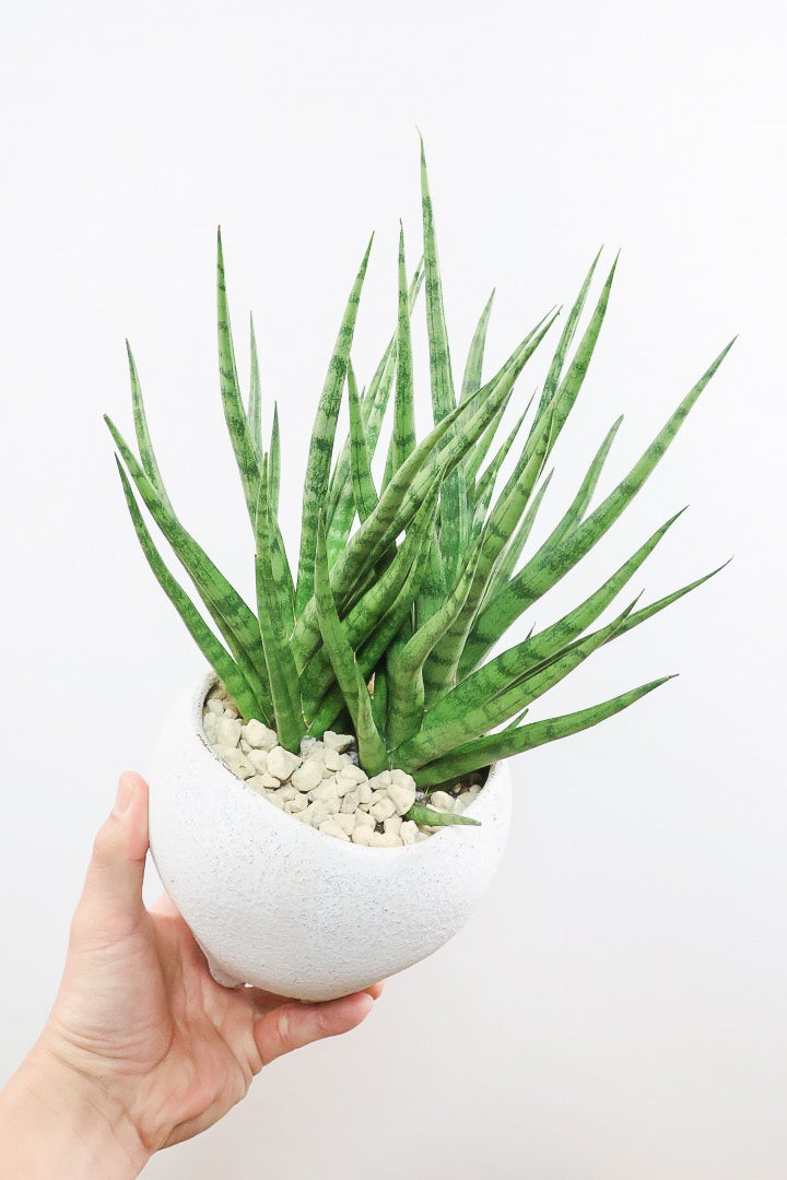 【サンスベリア トーチ】シックな雰囲気がGOOD！仲良しの生産者さんからいい形のものを分けてもらいました！