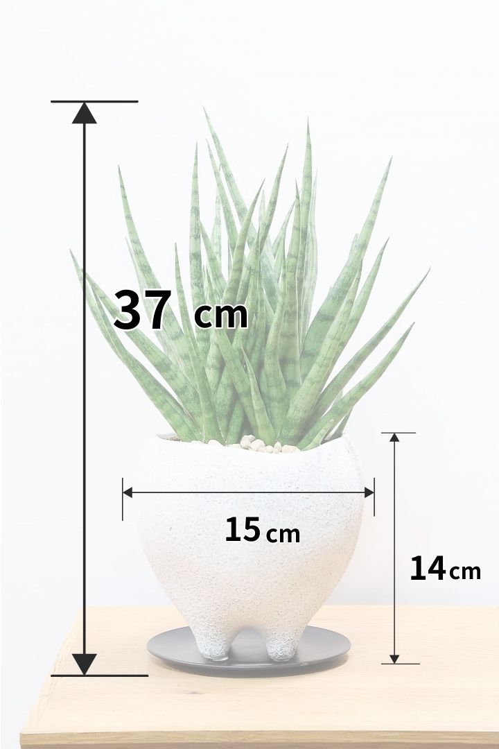 【サンスベリア トーチ】シックな雰囲気がGOOD！仲良しの生産者さんからいい形のものを分けてもらいました！