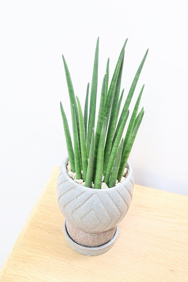 【サンスベリア バキュラリス】仲良しの生産者さんからいい形のものを分けてもらいました！シャープな葉が素敵です！