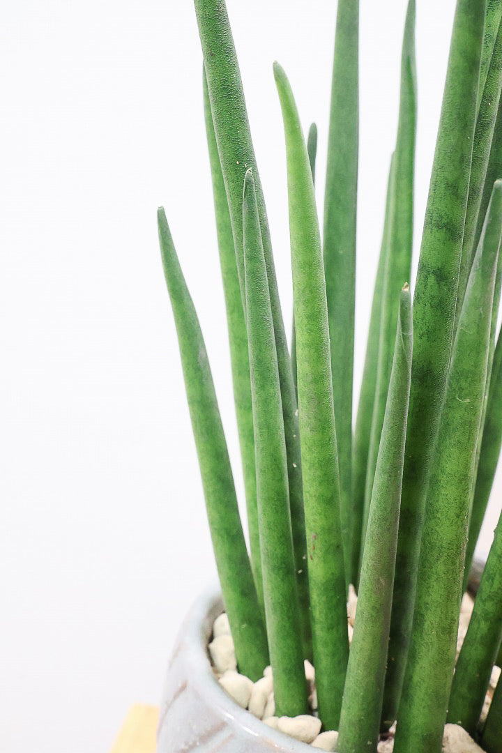 【サンスベリア バキュラリス】仲良しの生産者さんからいい形のものを分けてもらいました！シャープな葉が素敵です！