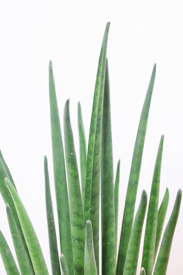 【サンスベリア バキュラリス】仲良しの生産者さんからいい形のものを分けてもらいました！シャープな葉が素敵です！