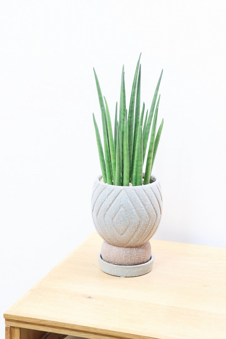 【サンスベリア バキュラリス】仲良しの生産者さんからいい形のものを分けてもらいました！シャープな葉が素敵です！