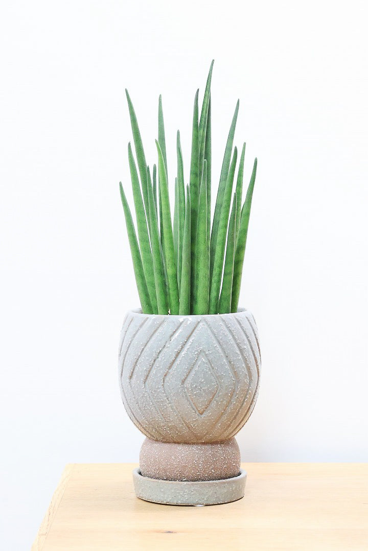 【サンスベリア バキュラリス】仲良しの生産者さんからいい形のものを分けてもらいました！シャープな葉が素敵です！